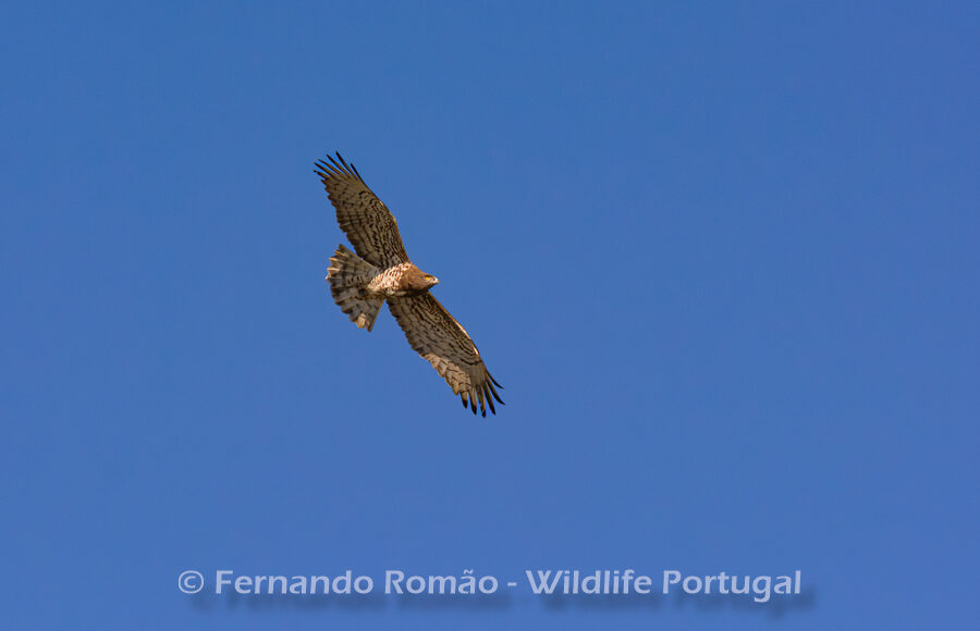 Short-toed Snake Eagle (Circaetus gallicus)