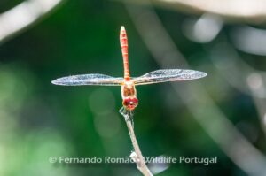 Ruddy Darter (Sympetrum sanguineum)
