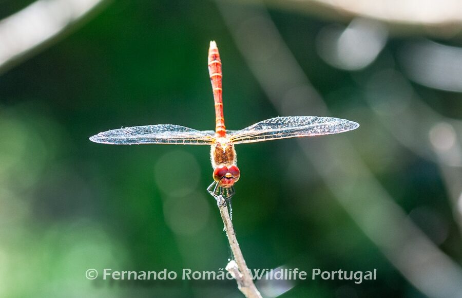 Ruddy Darter (Sympetrum sanguineum)