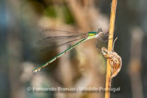 Western Willow Spreadwing (Lestes viridis)
