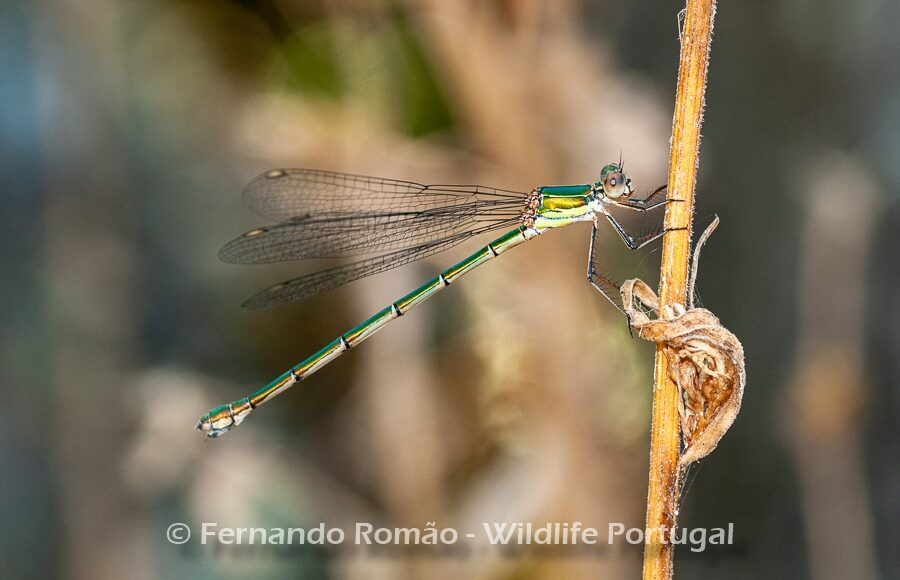 Western Willow Spreadwing (Lestes viridis)