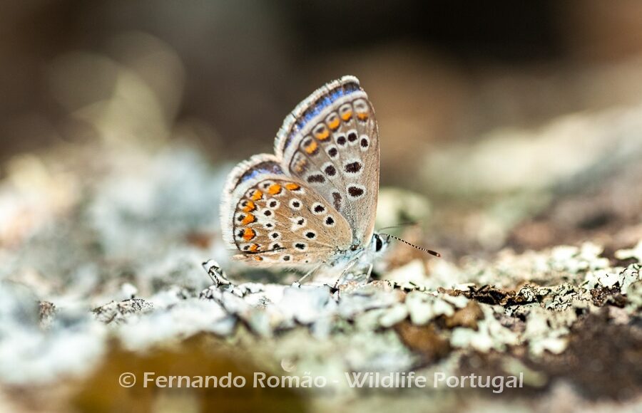 Common Blue (Polyommatus icarus)