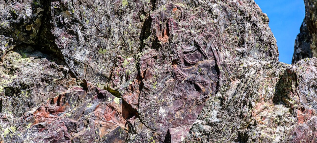 Cruziana ichnofossil. Trilobites trails.