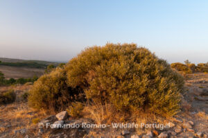 Echinospartum ibericum