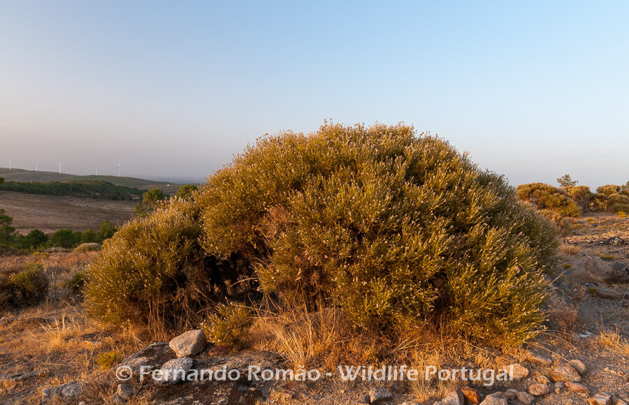 Echinospartum ibericum