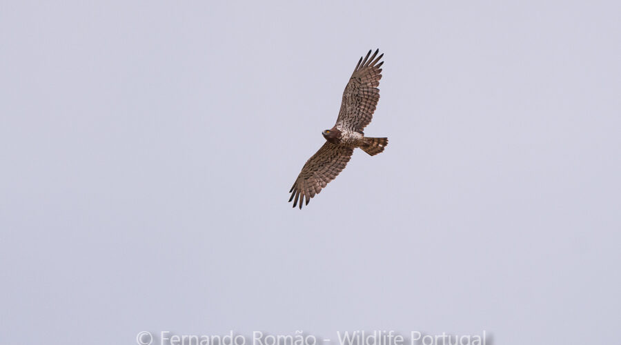 Short-toed Eagle (Circaetus gallicus)