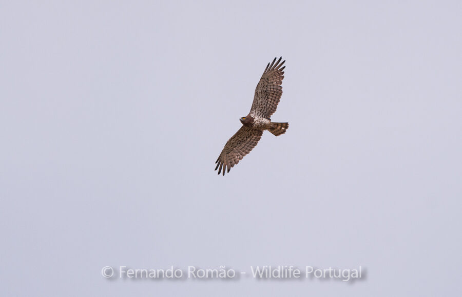 Short-toed Eagle (Circaetus gallicus)