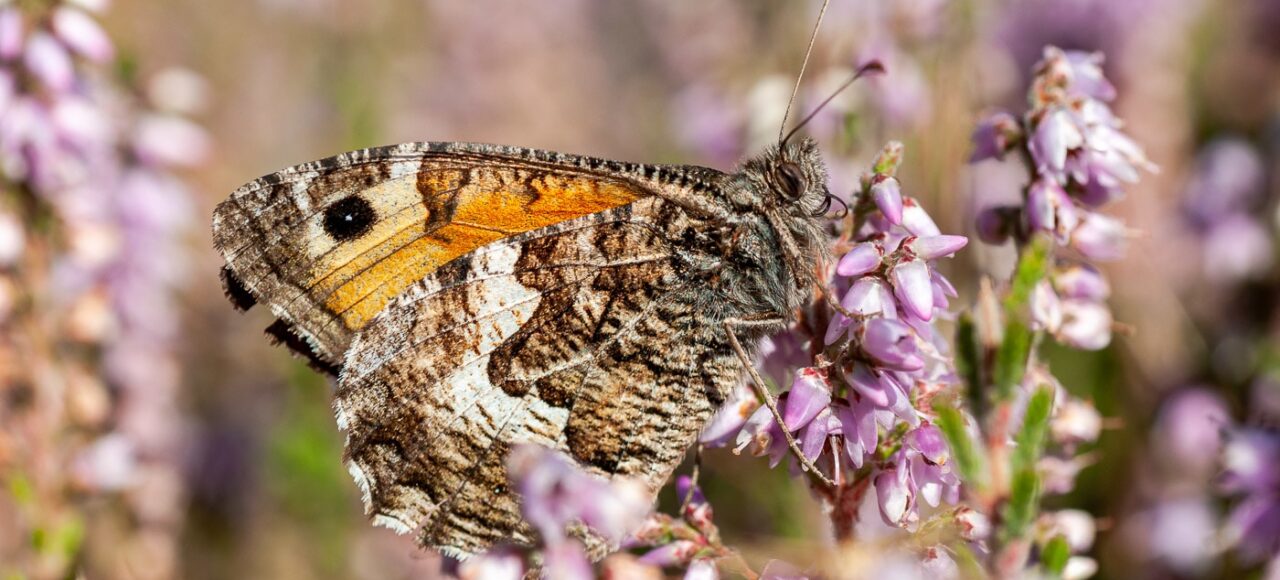 Grayling (Hipparchia semele)
