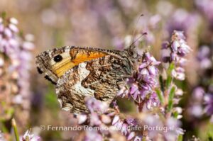 Grayling (Hipparchia semele)
