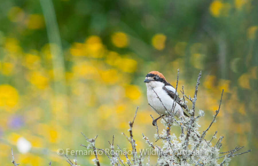 Woodchat Shrike (Lanius senator)