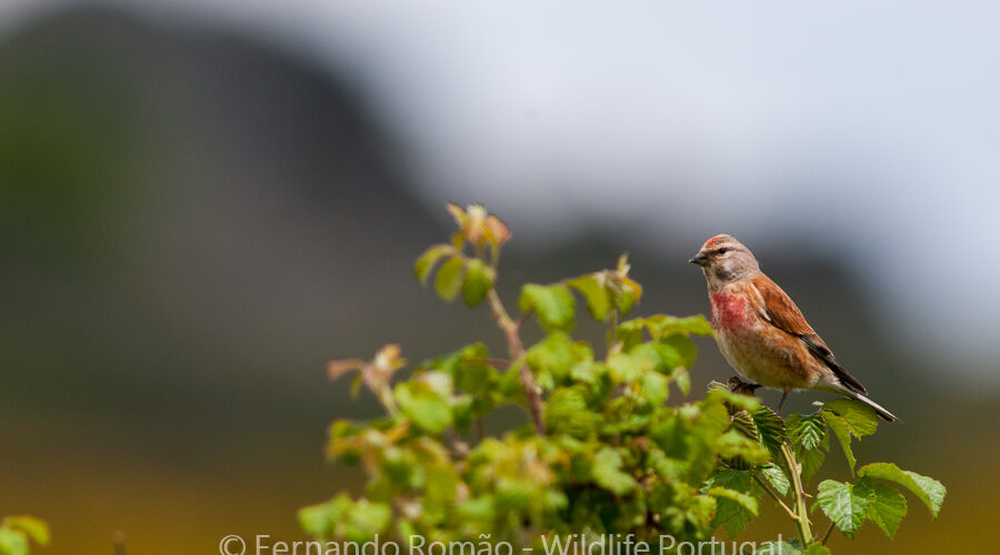 Linnet (Linaria cannabina)