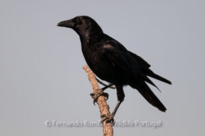 Carrion Crow (Corvus corone corone)
