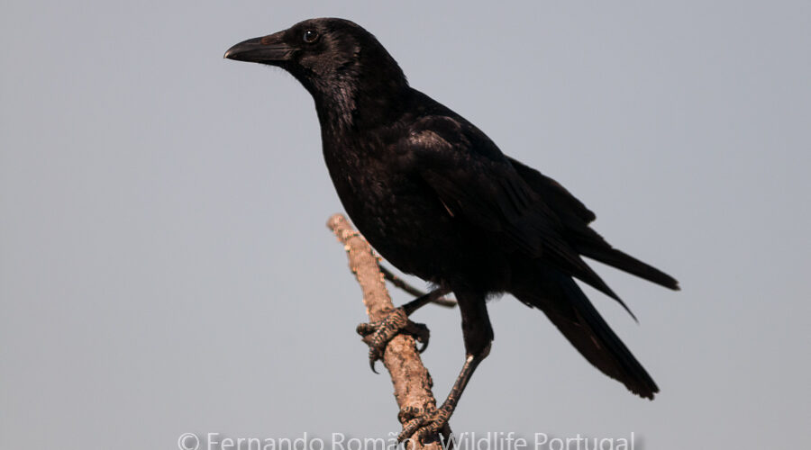 Carrion Crow (Corvus corone corone)