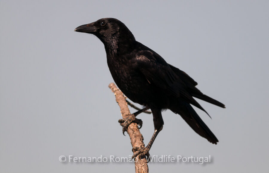 Carrion Crow (Corvus corone corone)