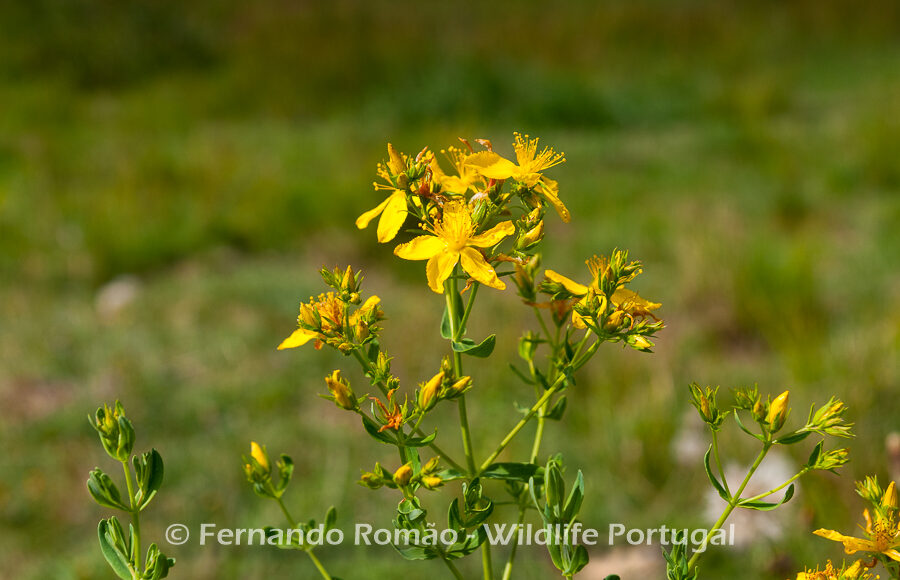 Hypericum perforatum