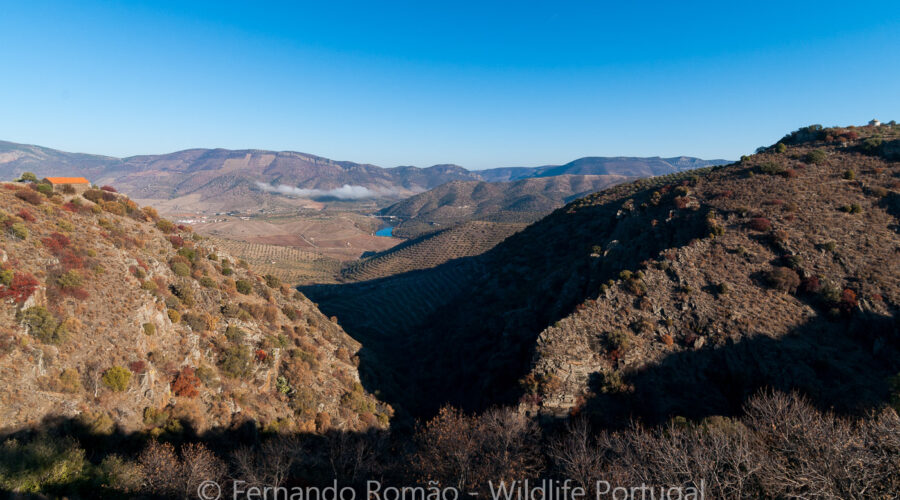 FMR6560 Douro Internacional Nature Park