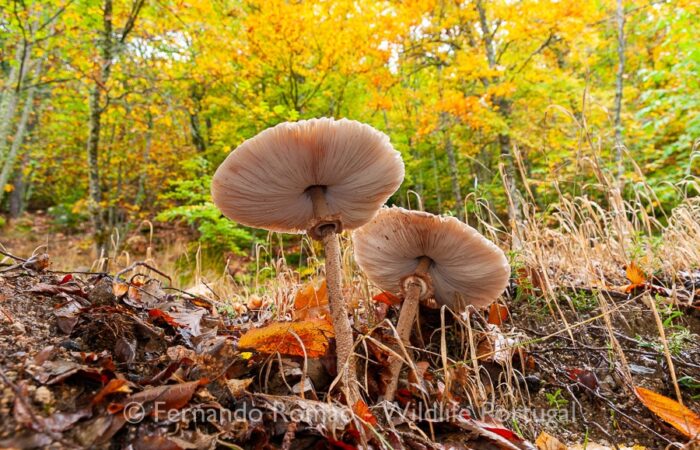 FMR6597 Estrela Mountain Natural Park