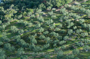 Olive groves from the upper Douro