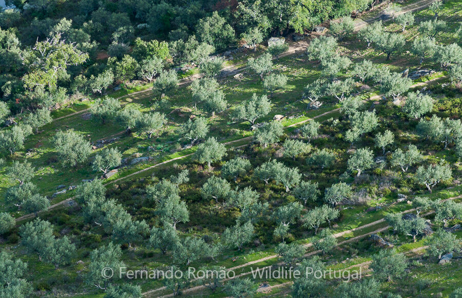 Olive groves from the upper Douro