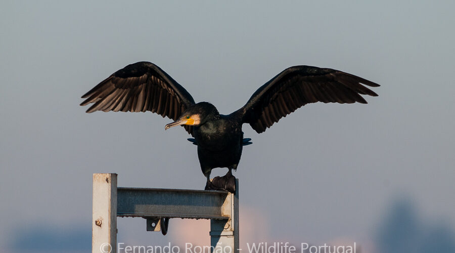 Great Cormorant (Phalacrocorax carbo)