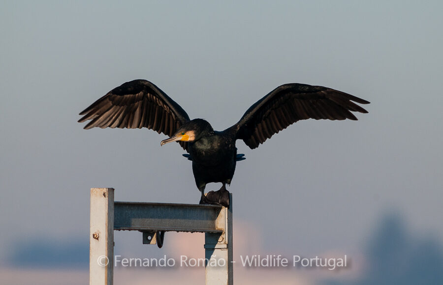 Great Cormorant (Phalacrocorax carbo)