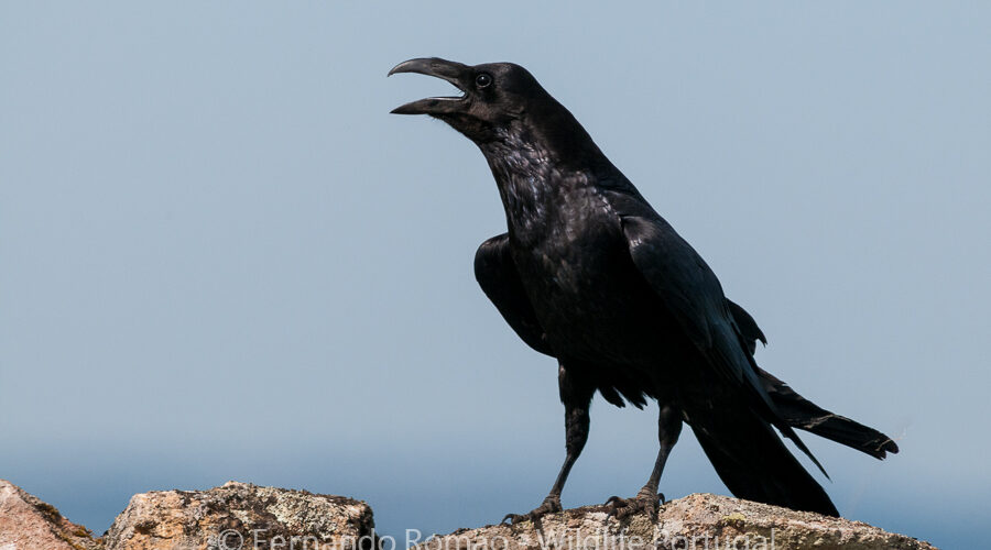Raven (Corvus corax)
