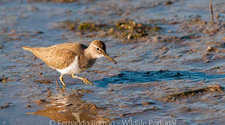 Common Sandpiper (Actitis hypoleucos)