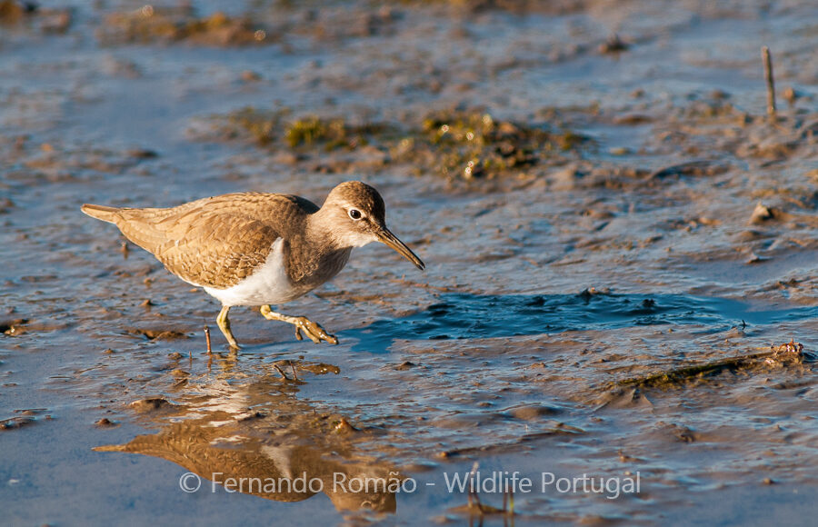 Common Sandpiper (Actitis hypoleucos)