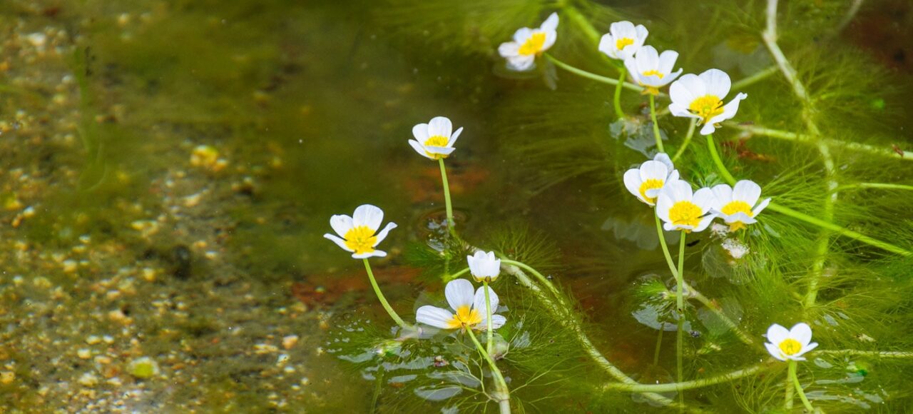 Pond water-crowfoot (Ranunculus peltatus)