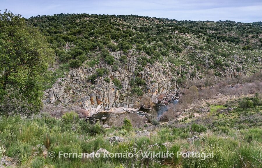 Ermo das Águias Rewilding Area