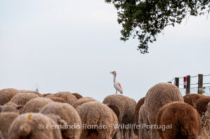 Cattle Egret (Bubulcus ibis)