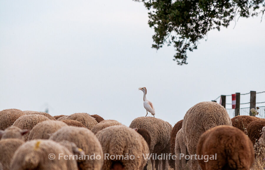 Cattle Egret (Bubulcus ibis)
