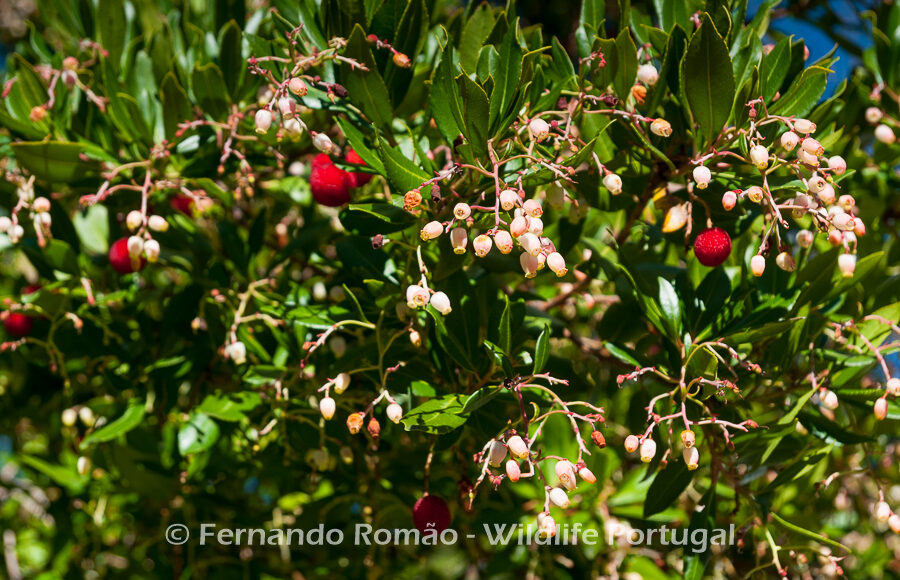Strawberry Tree (Arbutus unedo)