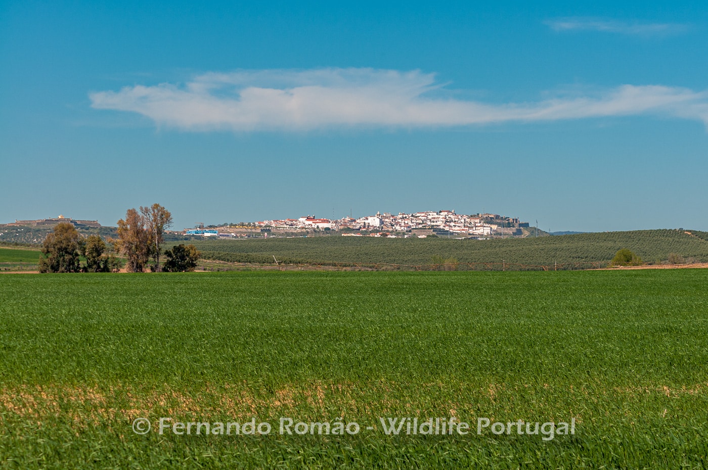 Elvas