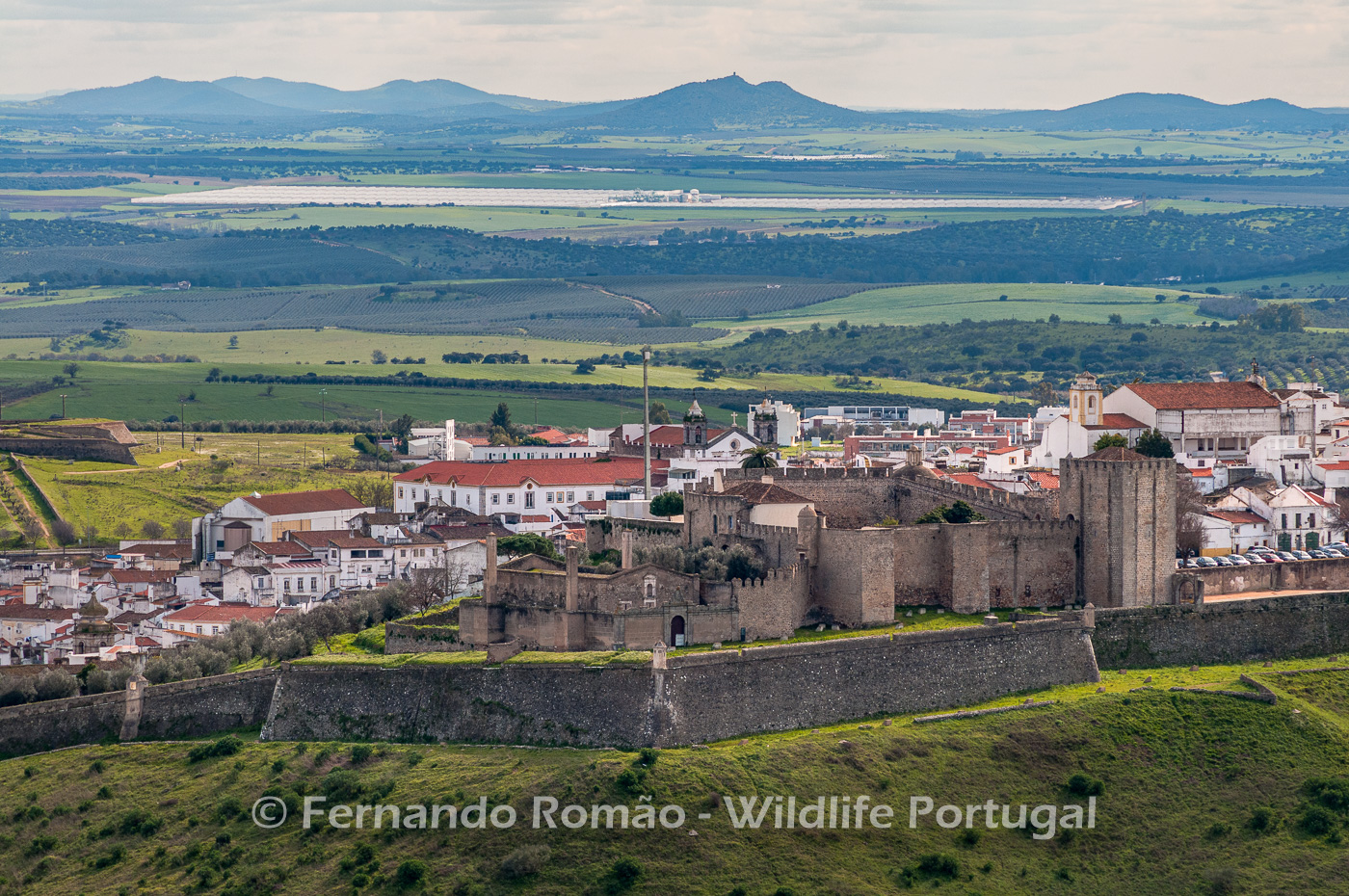 Elvas