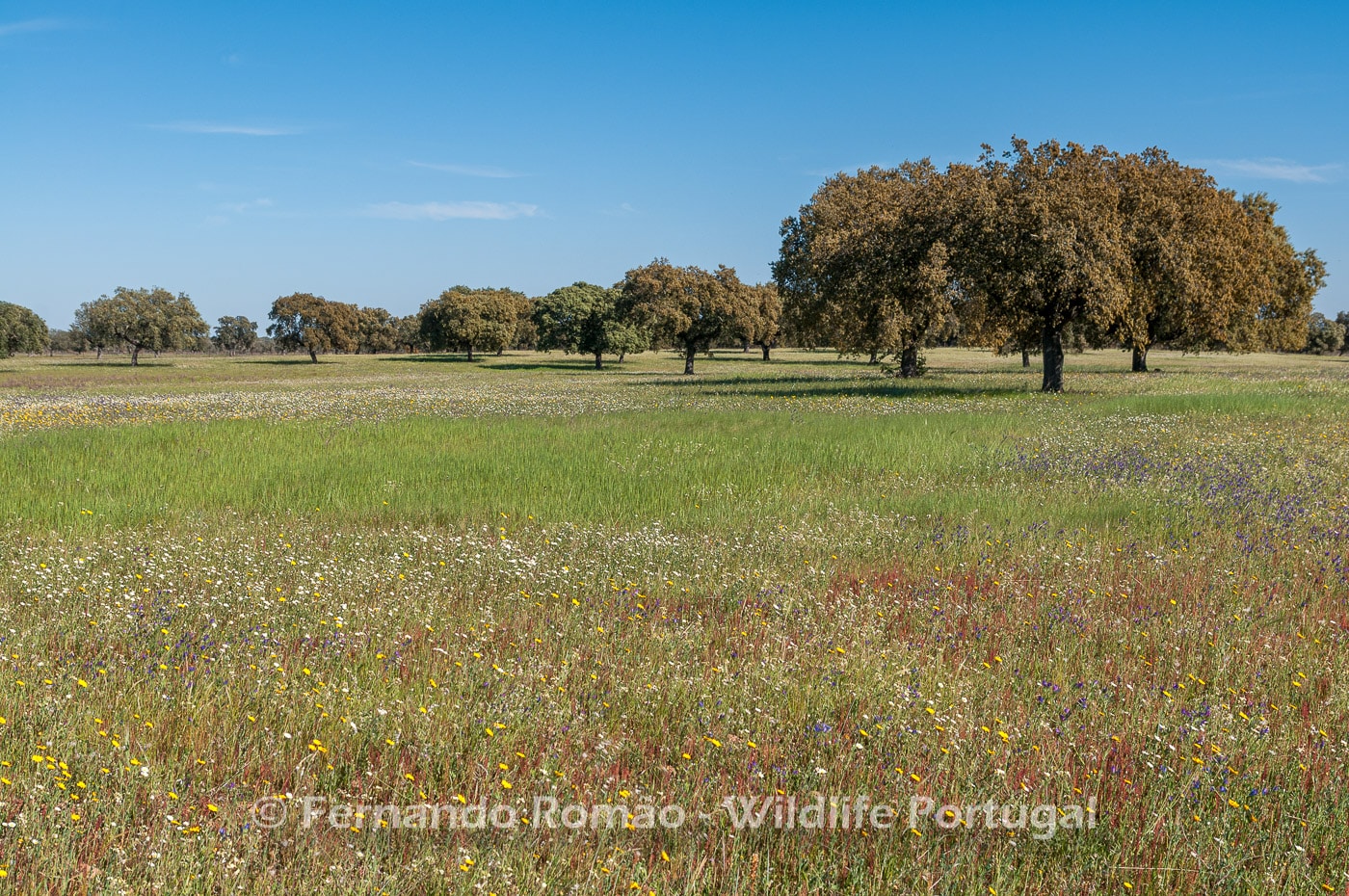 Campo Maior