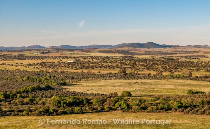 Campo Maior
