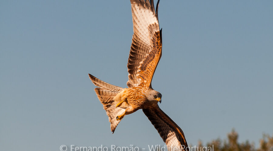 Red Kite (Milvus milvus)