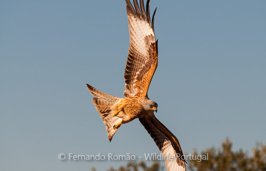 Red Kite (Milvus milvus)