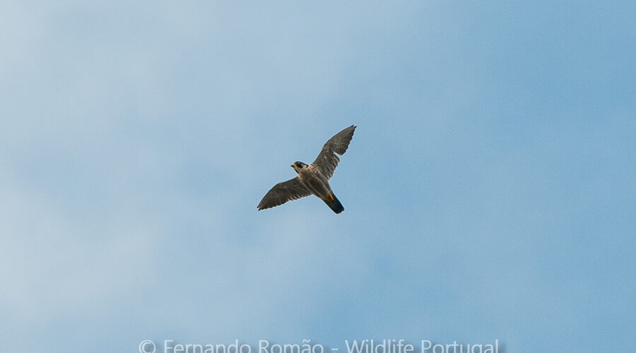 Peregrine Falcon (Falco peregrinus)