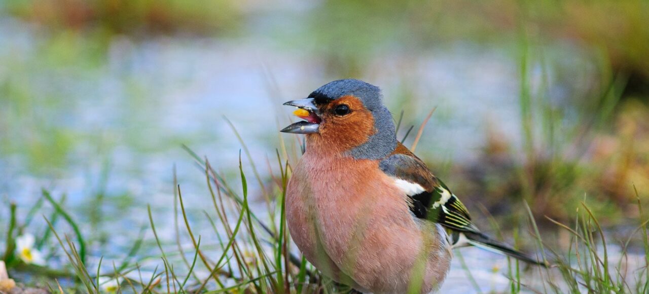 Chaffinch (Fringilla coelebs)