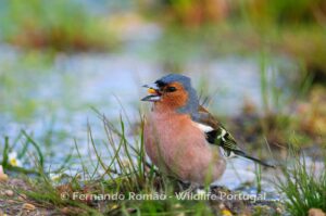 Chaffinch (Fringilla coelebs)