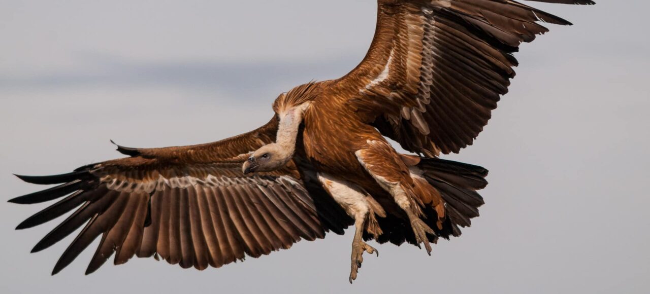 Griffon Vulture