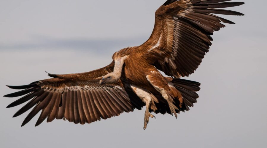 Griffon Vulture
