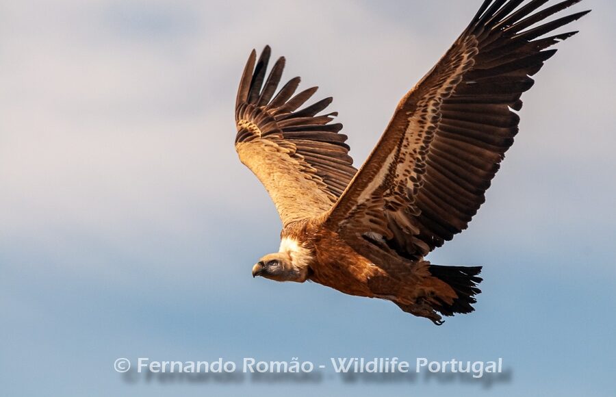 Griffon Vulture (Gyps fulvus)
