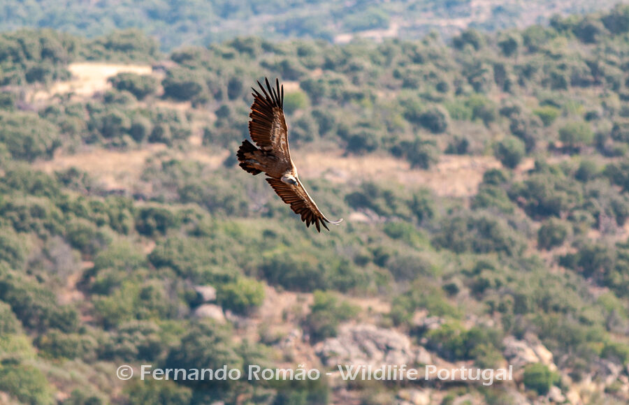 Griffon Vulture (Gyps fulvus)