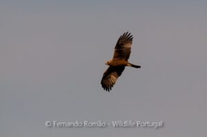 Booted Eagle (Hieraaetus pennatus)