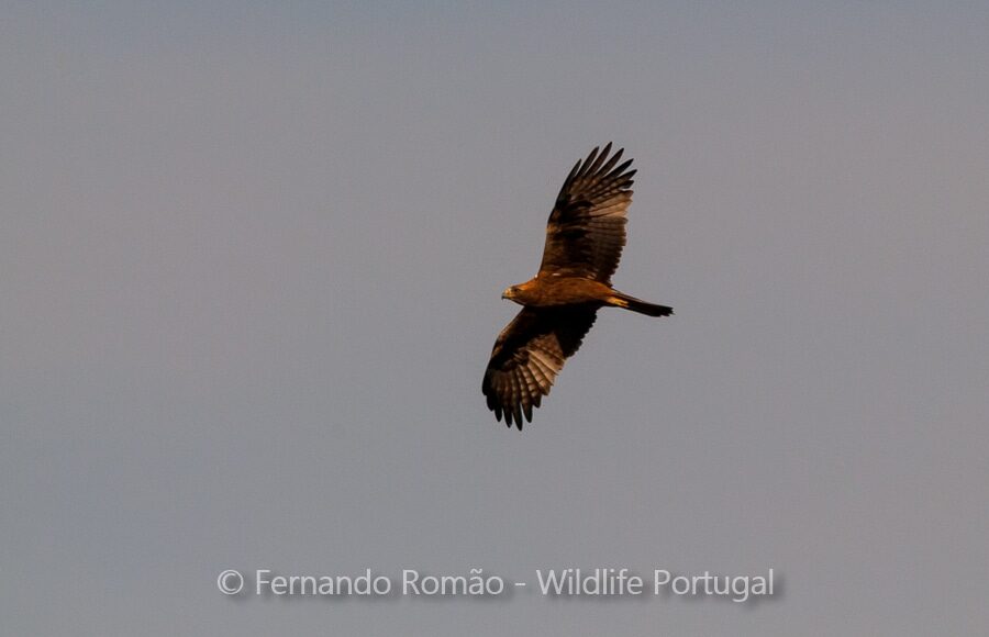 Booted Eagle (Hieraaetus pennatus)