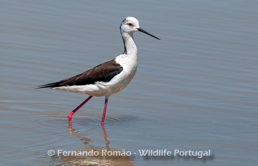 Black-winged Stilt (Himantopus himantopus)