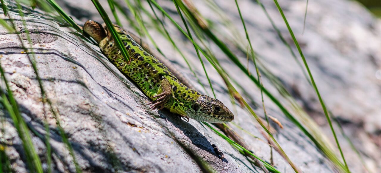 Schreiber's Green Lizard (Lacerta schreiberi)
